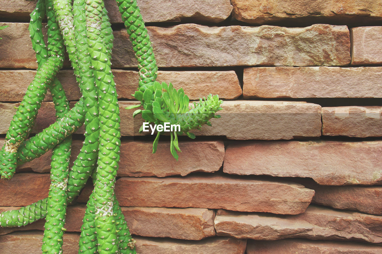 CLOSE-UP OF GREEN PLANT AGAINST BRICK WALL