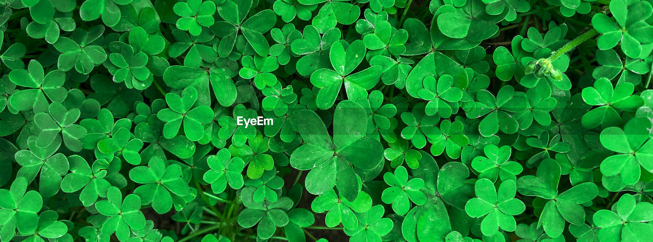 Green natural background with clover leaves. festive background for st. patrick's day.