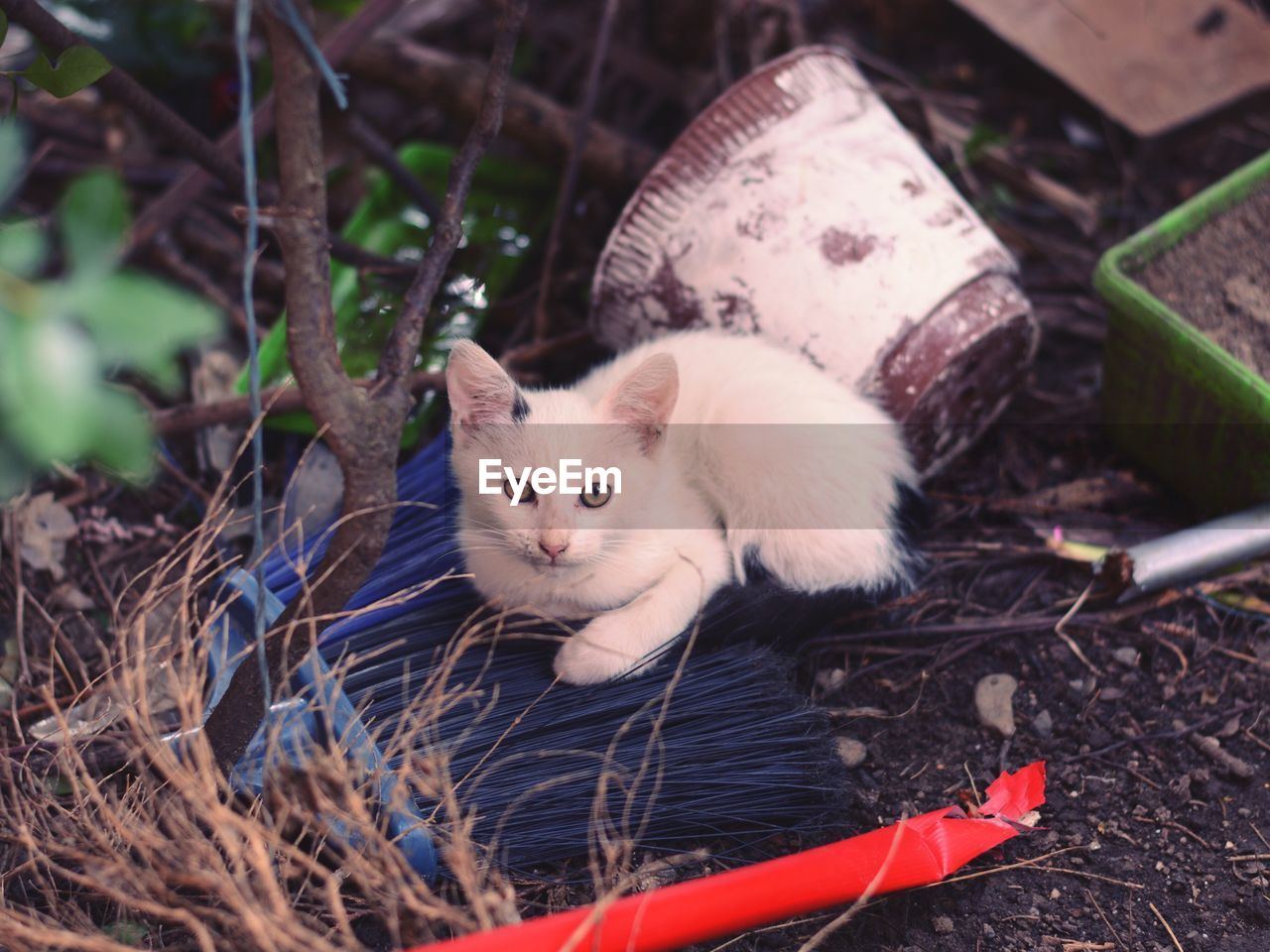 Portrait of cat sitting on field