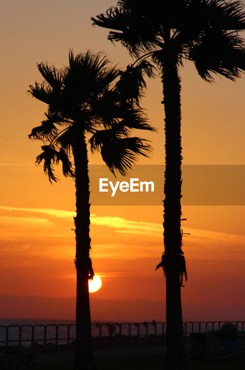 SILHOUETTE COCONUT PALM TREE AGAINST SEA DURING SUNSET