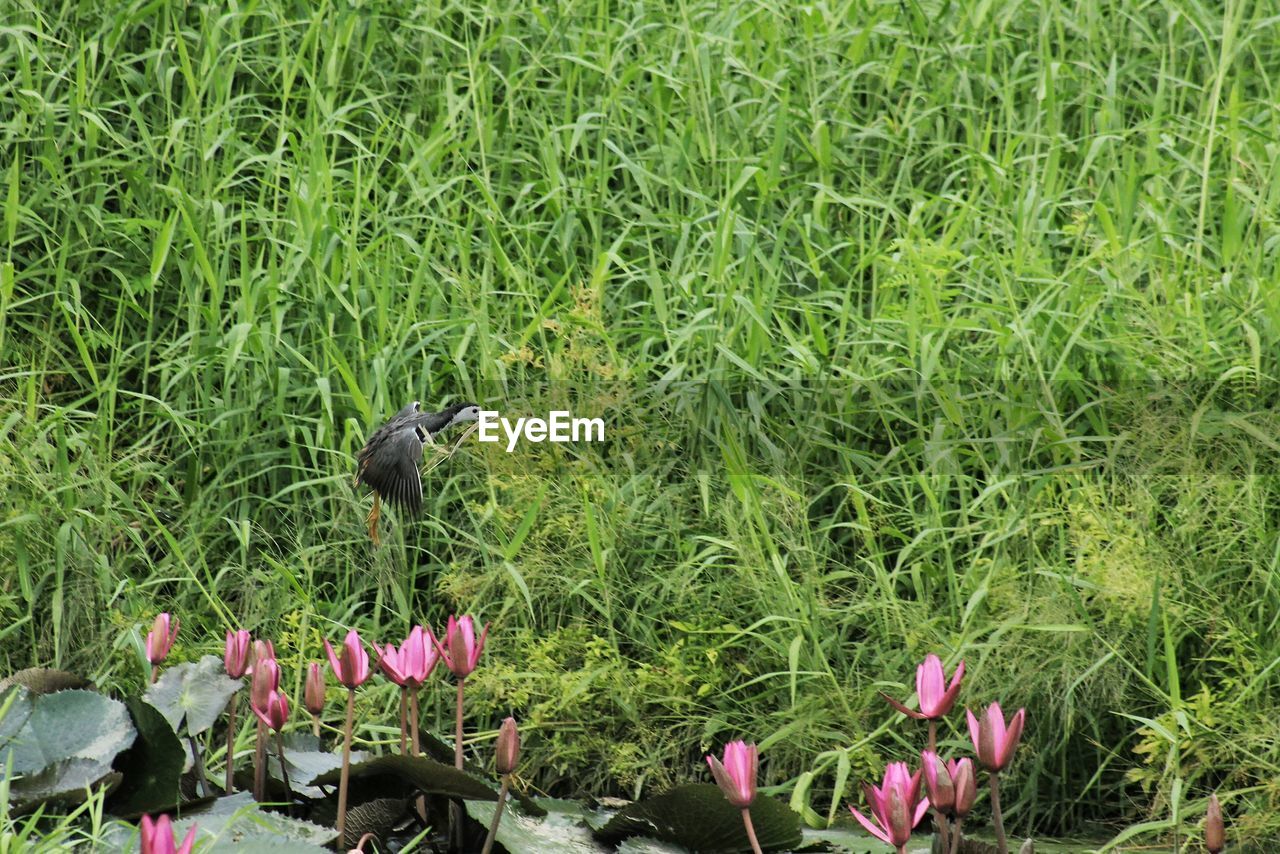 FULL FRAME SHOT OF PINK FLOWERS IN FIELD