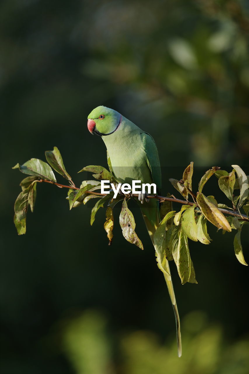 Close-up of parakeet perching on plant