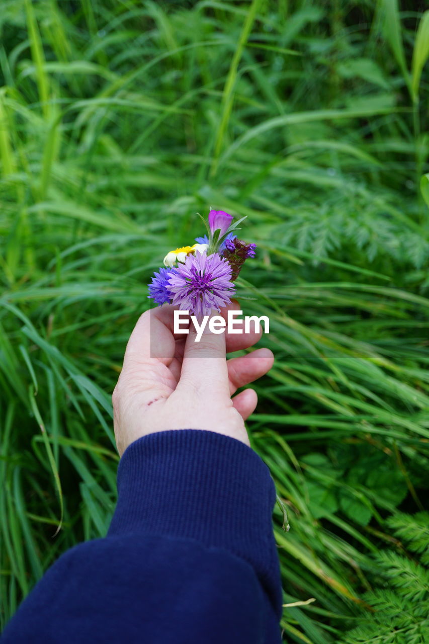 grass, plant, flower, green, hand, flowering plant, lawn, meadow, nature, freshness, beauty in nature, growth, one person, close-up, fragility, field, holding, purple, day, outdoors, land, adult, focus on foreground, women, leaf