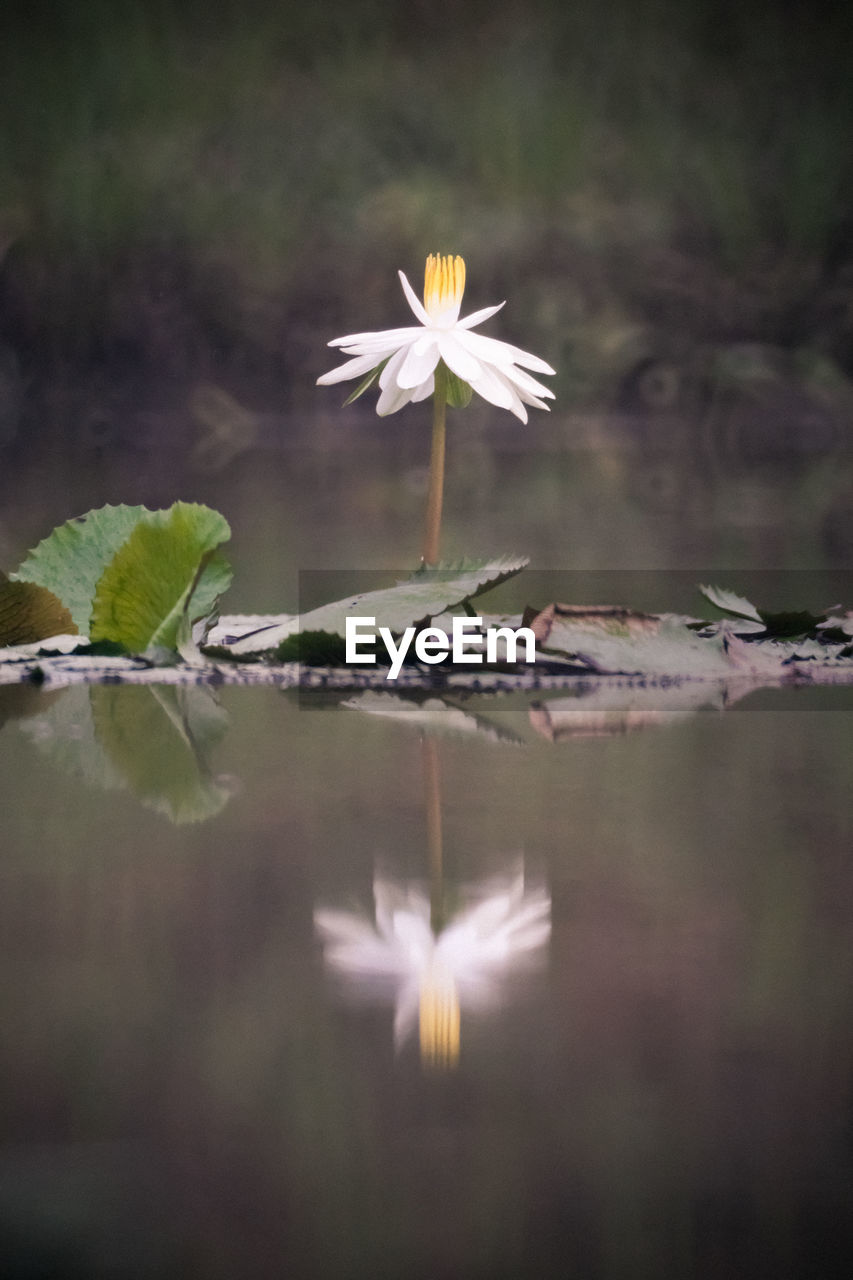 Close-up of white water lily in lake