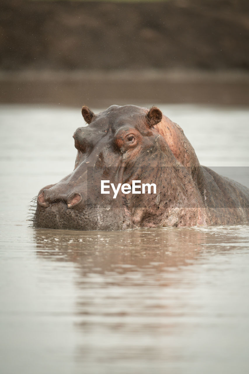 Close-up of hippo lifting head in waterhole