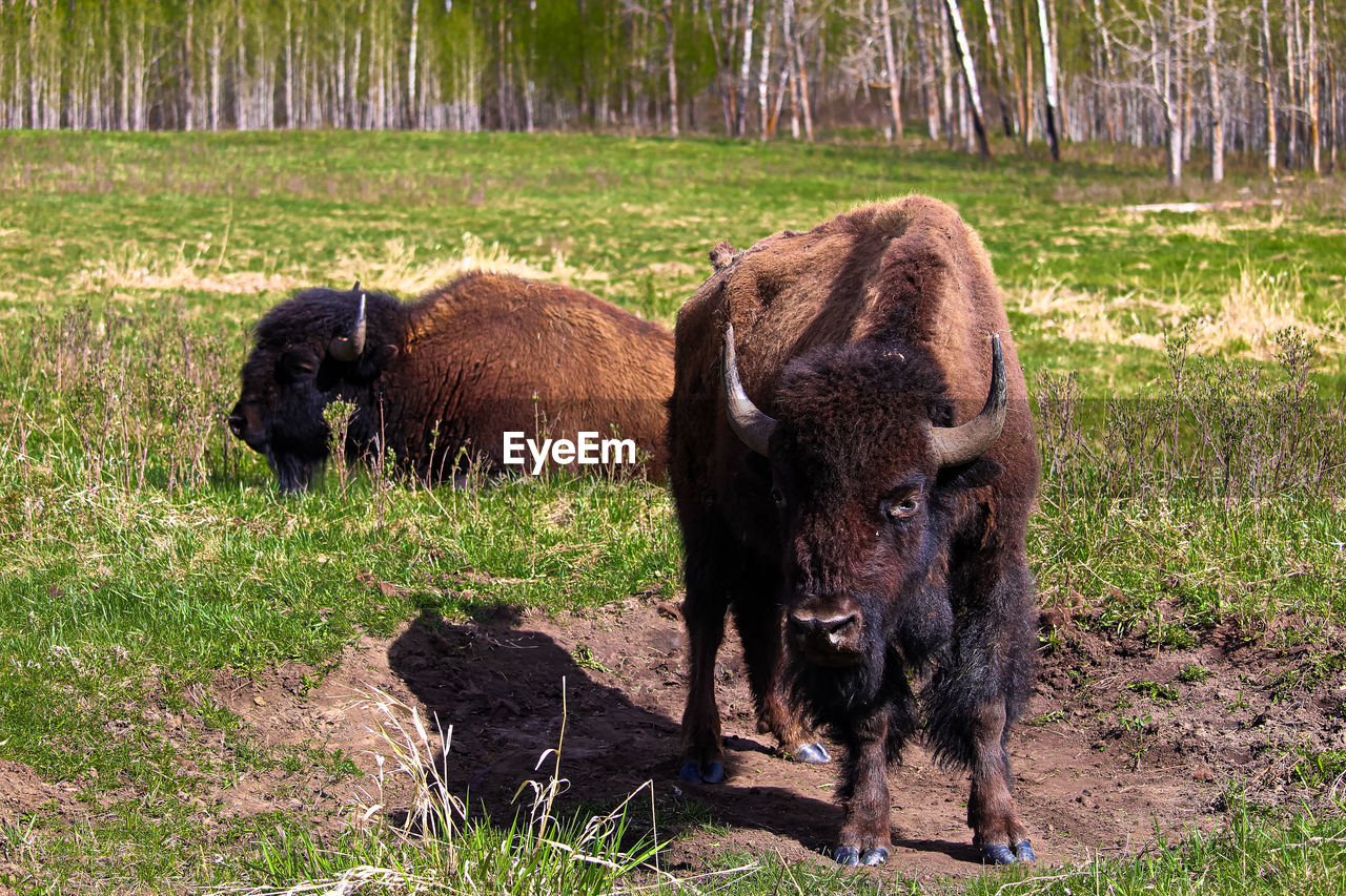 Two buffalo near a wallowing pit.