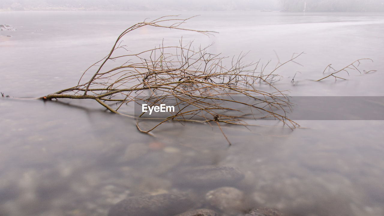 Branch in lake during winter