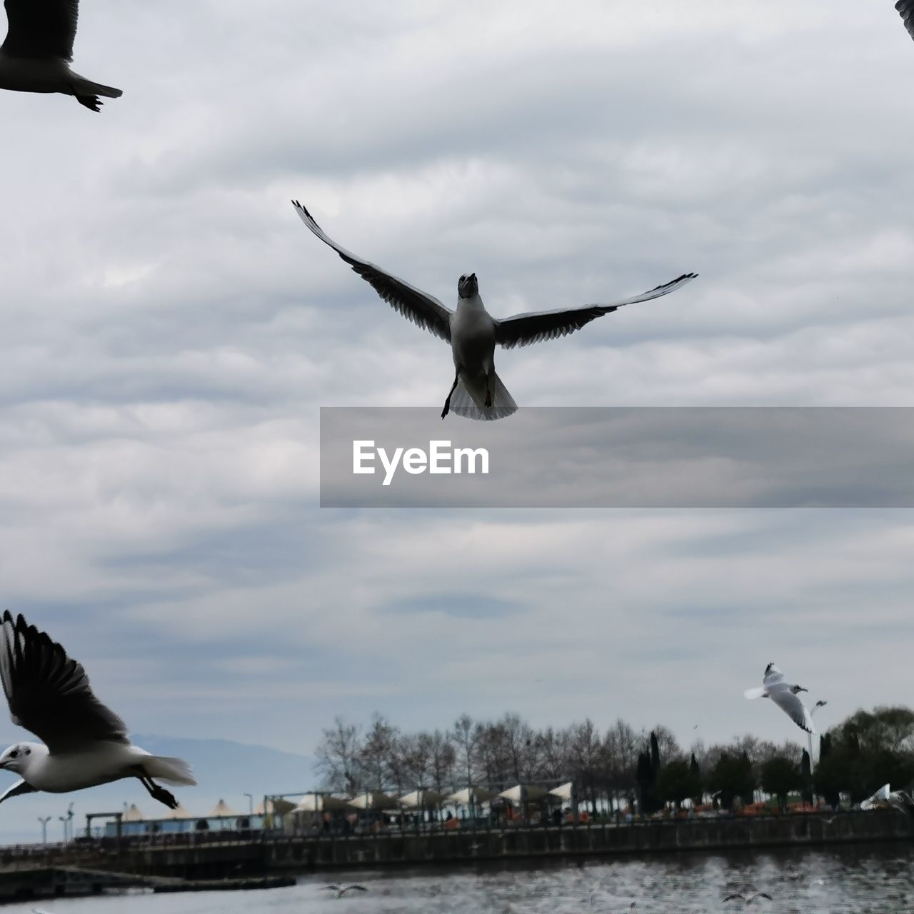 LOW ANGLE VIEW OF SEAGULLS FLYING OVER THE SKY