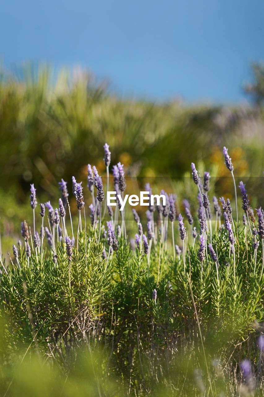 grass, nature, plant, flower, meadow, grassland, prairie, flowering plant, wildflower, beauty in nature, no people, sky, field, land, freshness, growth, environment, day, natural environment, landscape, outdoors, selective focus, animal, macro photography, green, animal themes, animal wildlife, plain, water, springtime, sunlight, lavender, focus on foreground, tranquility, lawn, fragility