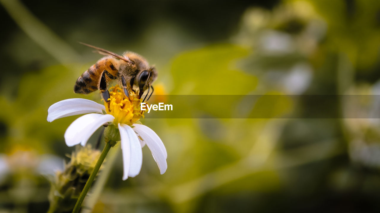 CLOSE-UP OF HONEY BEE POLLINATING ON FLOWER