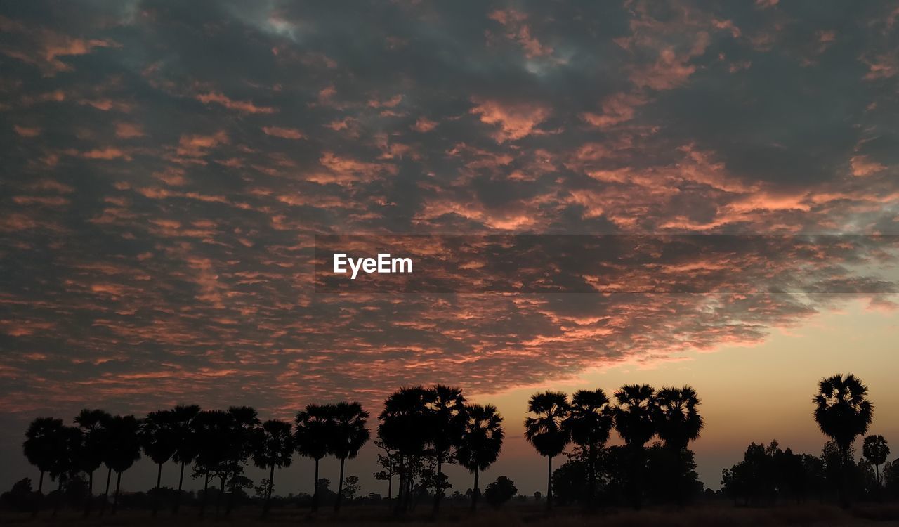 Low angle view of silhouette trees against sky during sunset