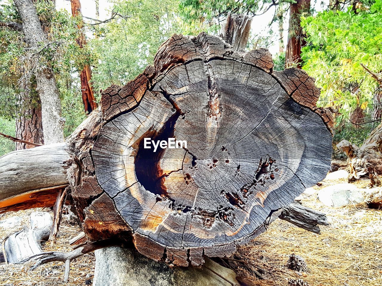 Close-up of tree stump in forest