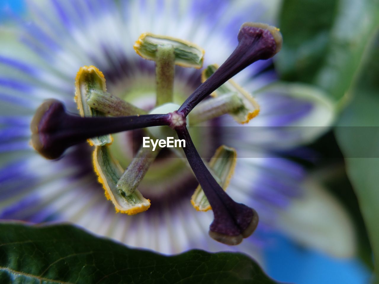 Close-up of passion flower