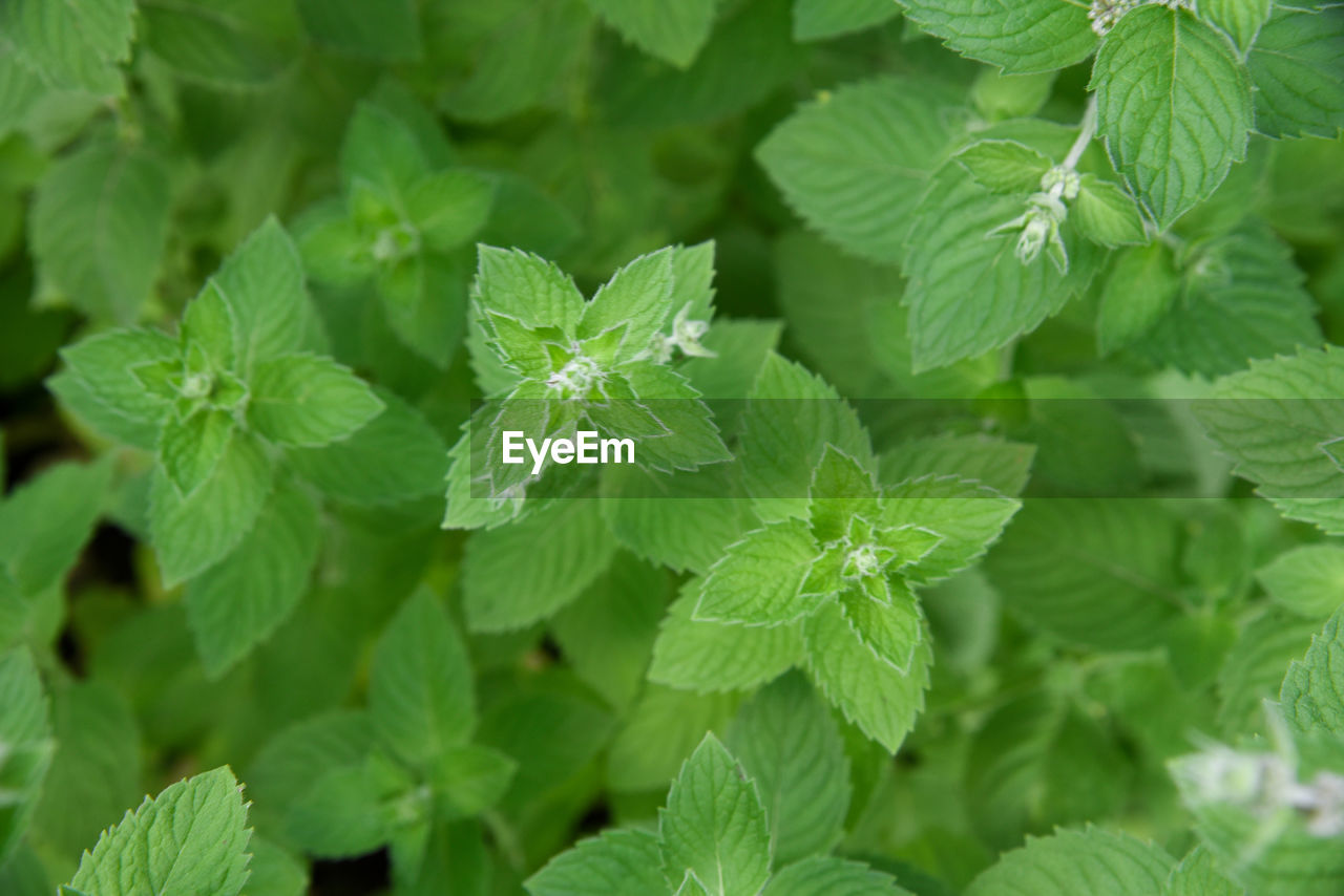 HIGH ANGLE VIEW OF LEAVES