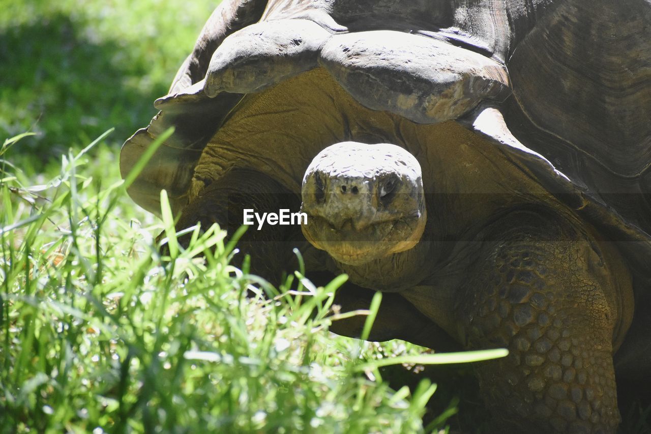 CLOSE-UP OF A TURTLE IN FIELD
