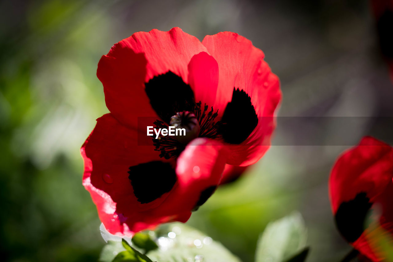 CLOSE-UP OF RED POPPY ON HIBISCUS