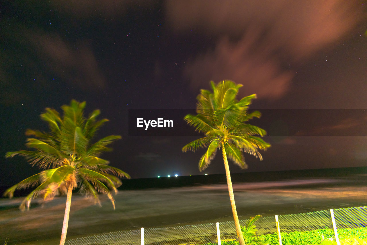 PALM TREE AGAINST SKY