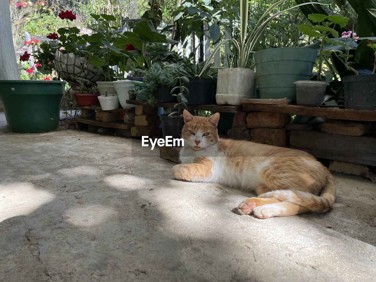 Gardener cat. 