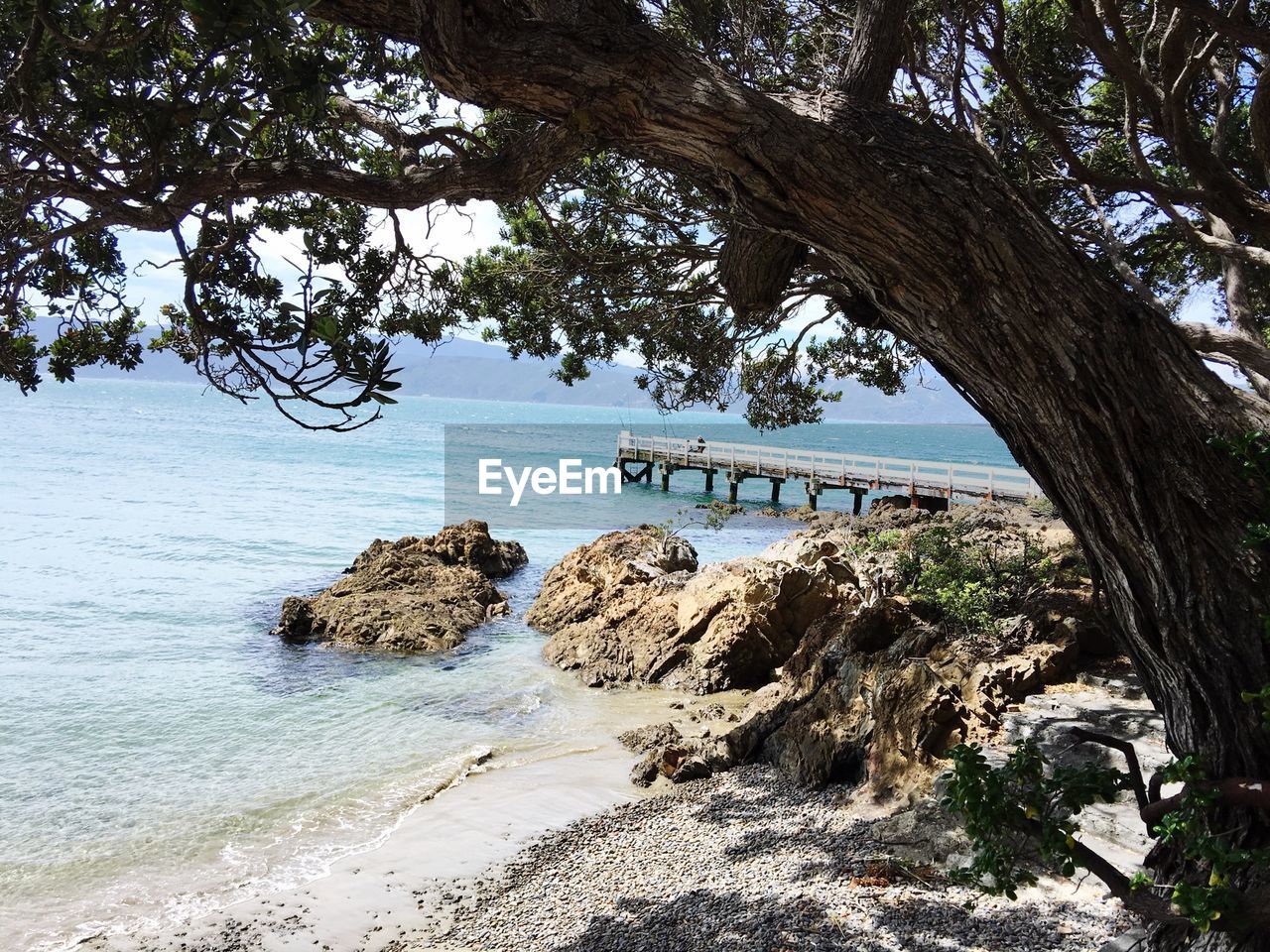 Tree at beach