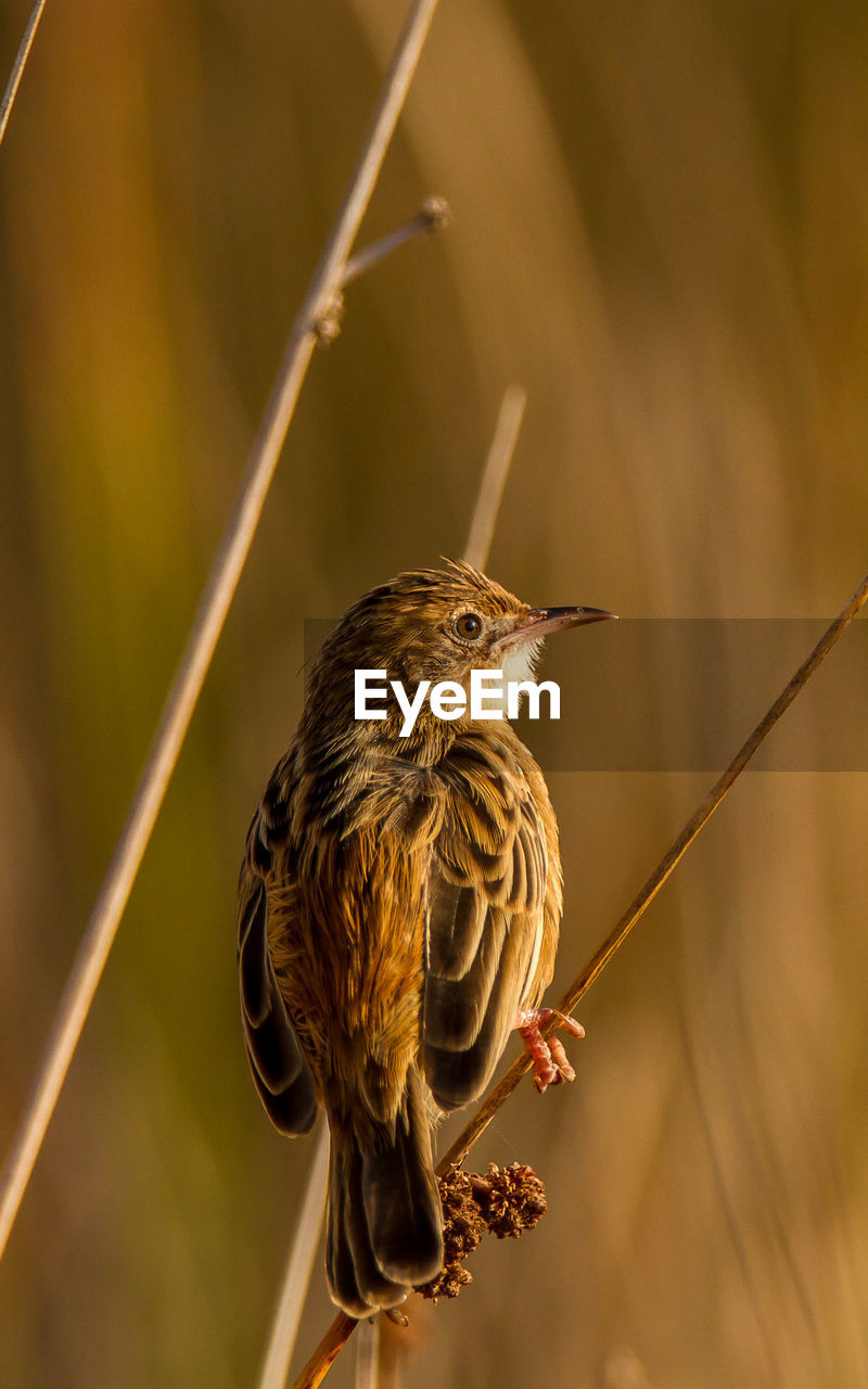 CLOSE-UP OF A BIRD