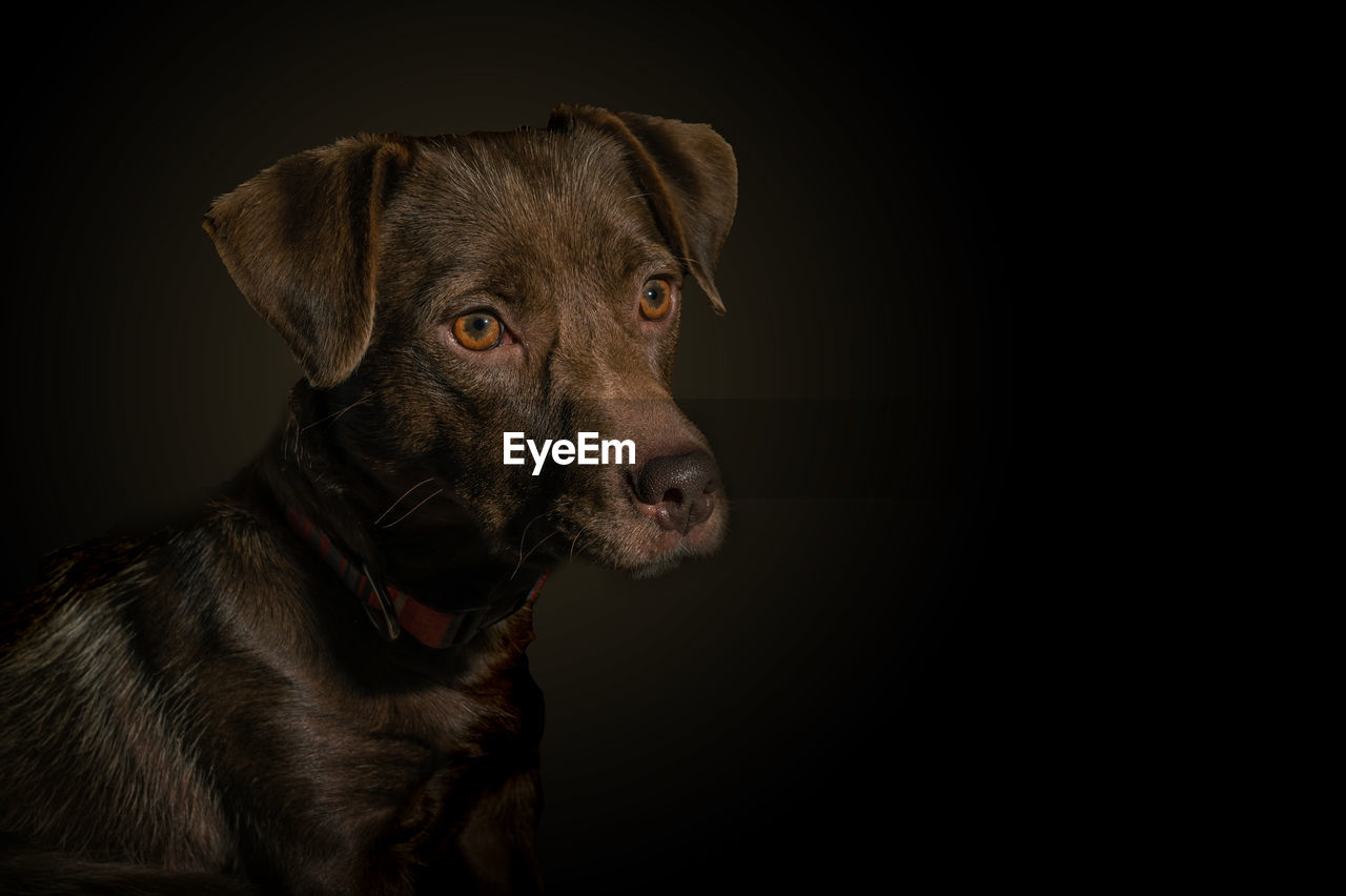 Dramatic portrait of a dog on black background. cute brown dog over dark background