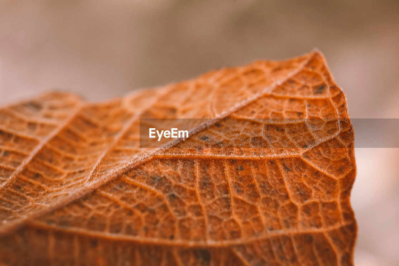 Close-up of dried leaf