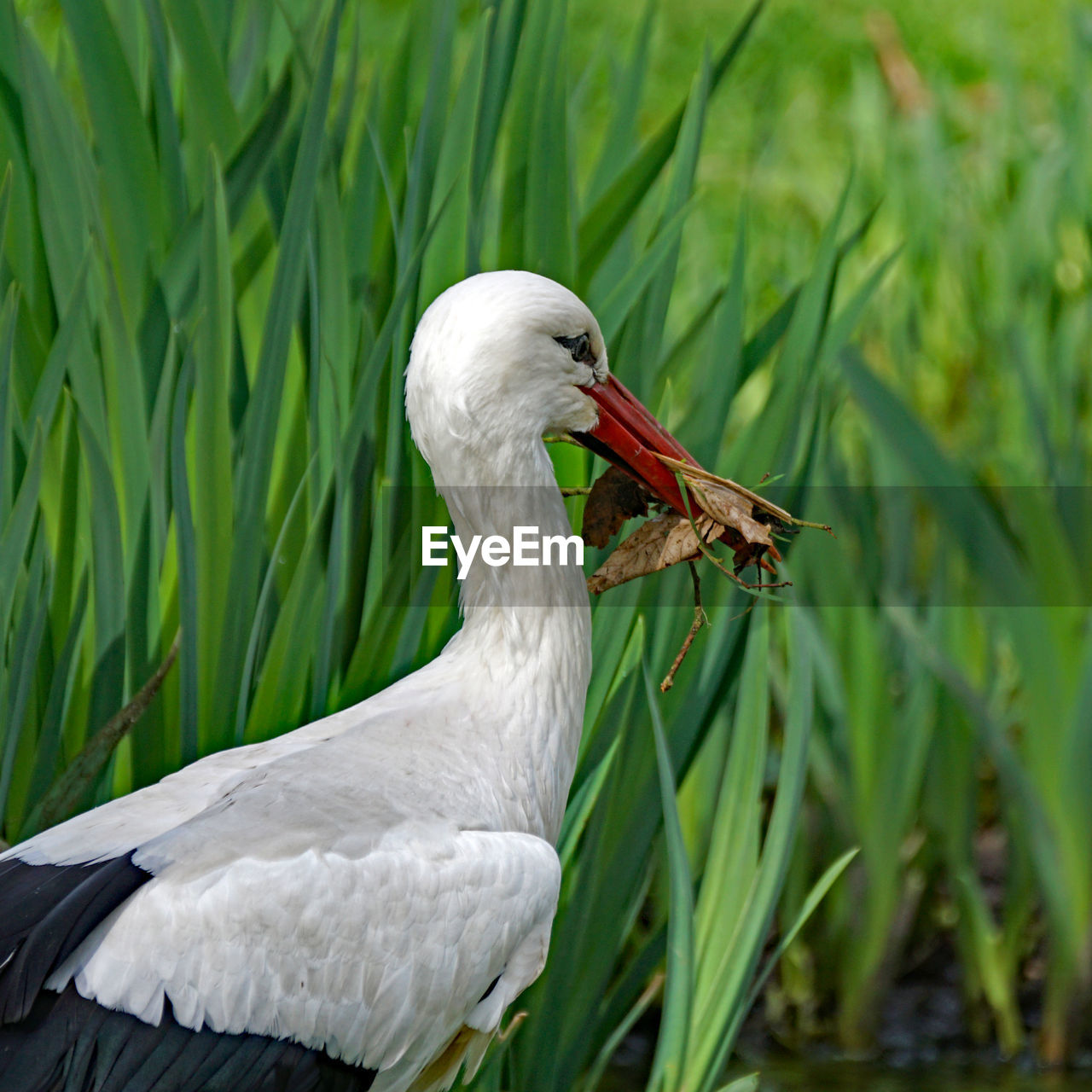 CLOSE-UP OF A BIRD IN A WATER