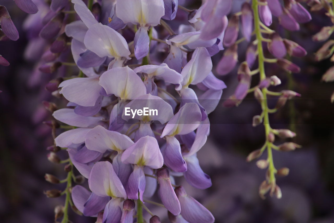 Close-up of purple flowering plants