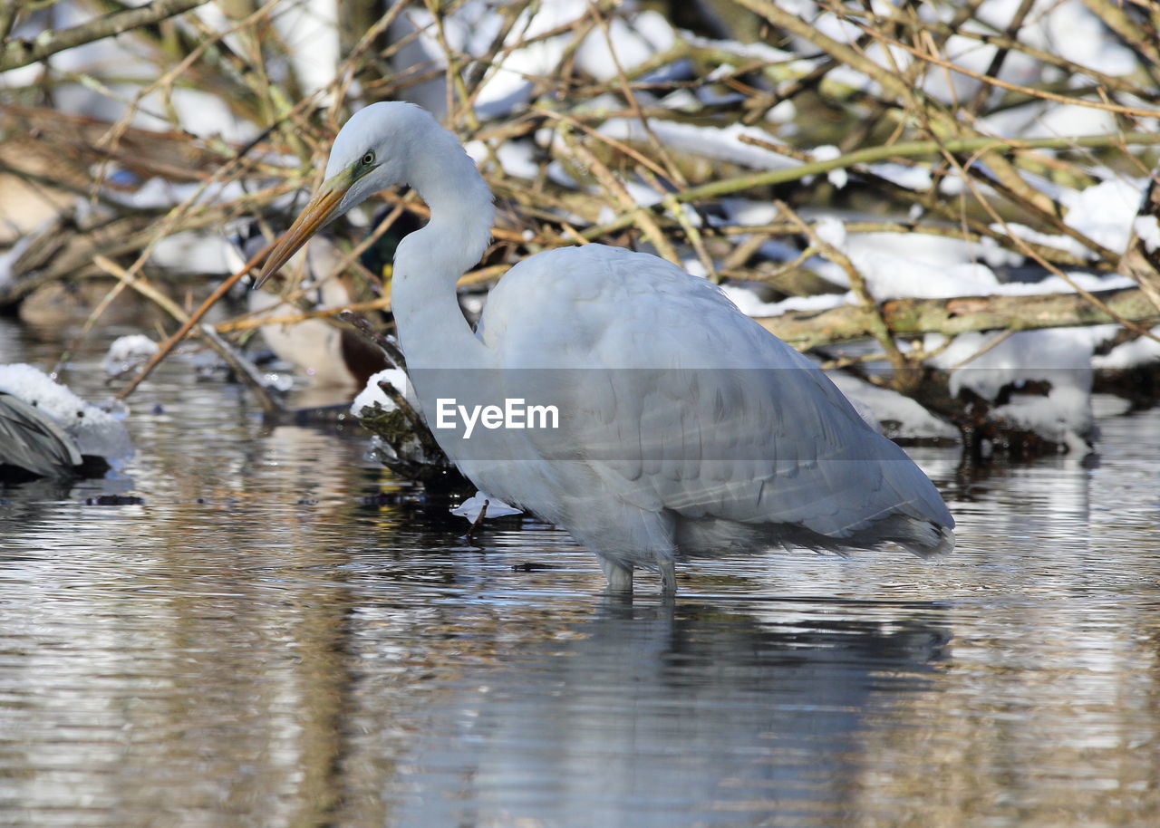 WHITE HERON IN A LAKE