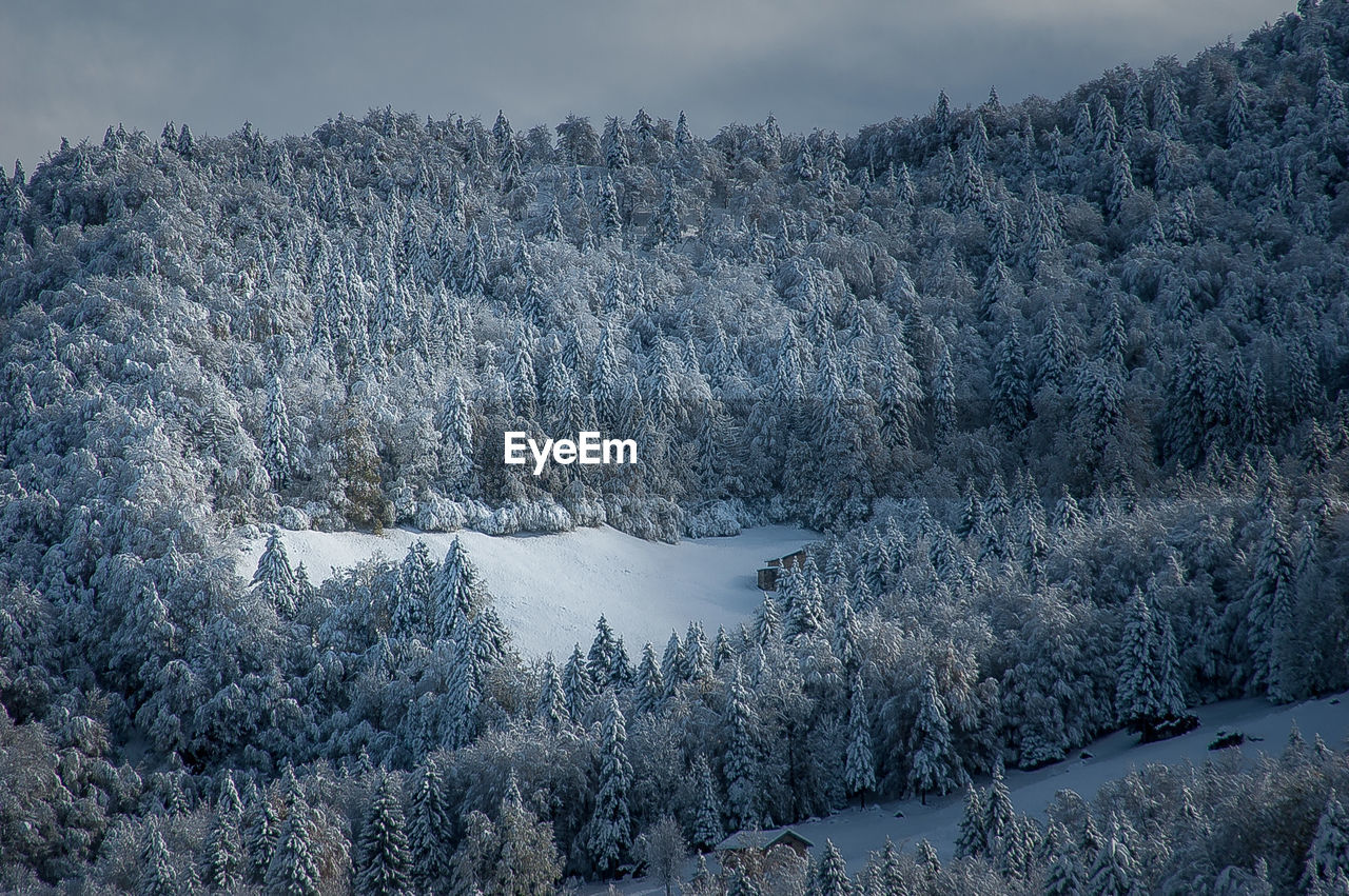 Snow covered land and trees against sky