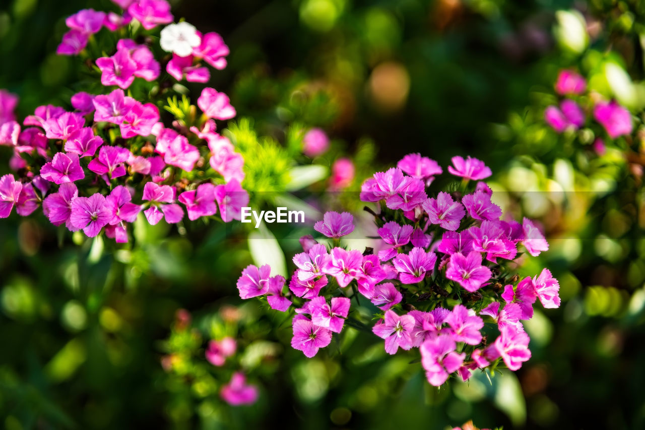Beautiful background of blooming colorful flower in the garden.