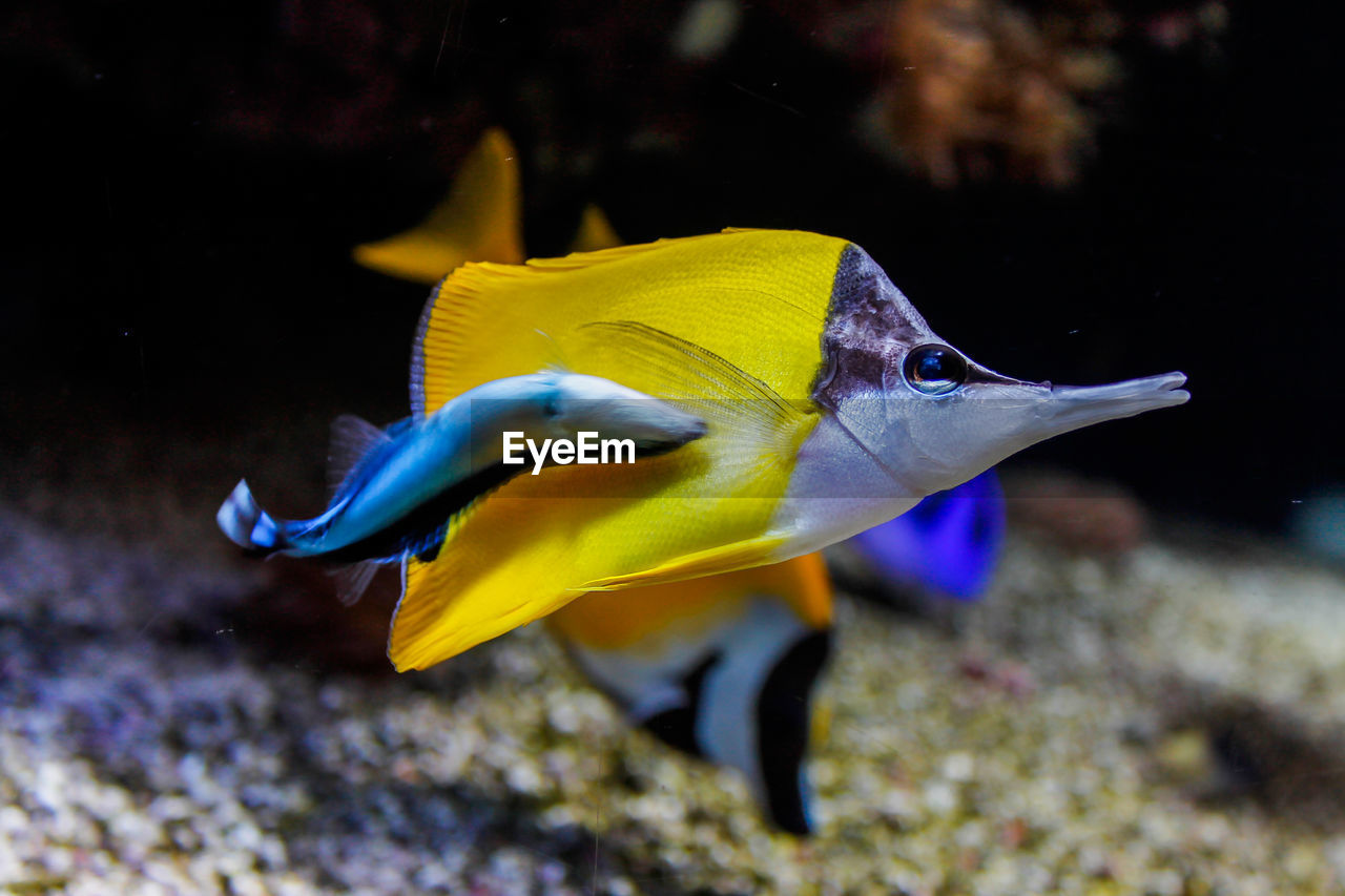 Close-up of fish swimming in aquarium