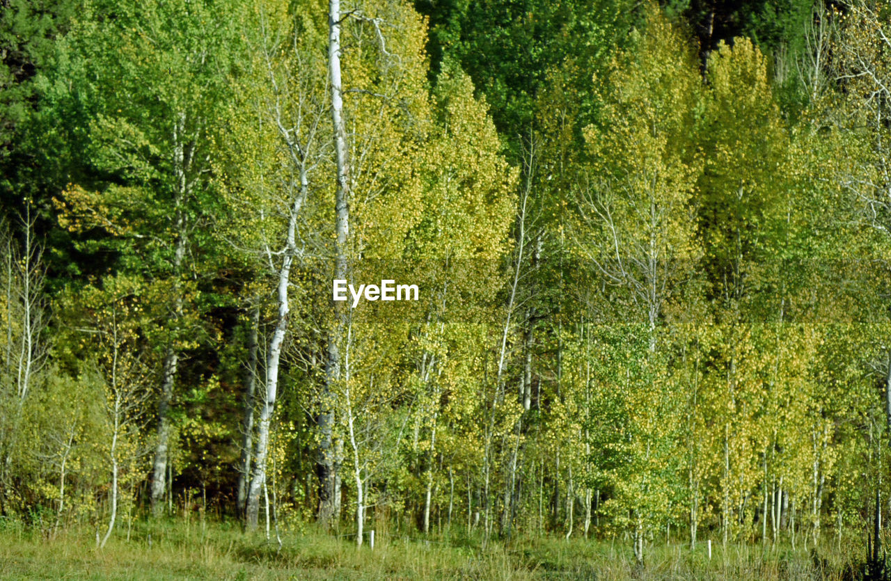 VIEW OF TREES IN FOREST