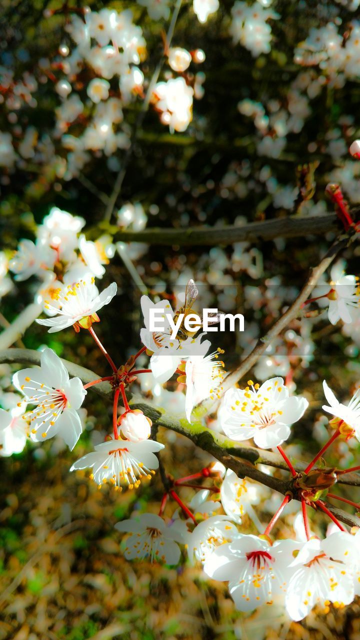 Close-up of apple blossoms in spring