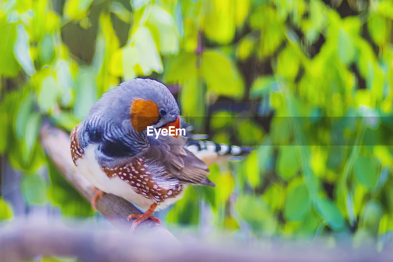 CLOSE-UP OF A BIRD PERCHING ON TREE