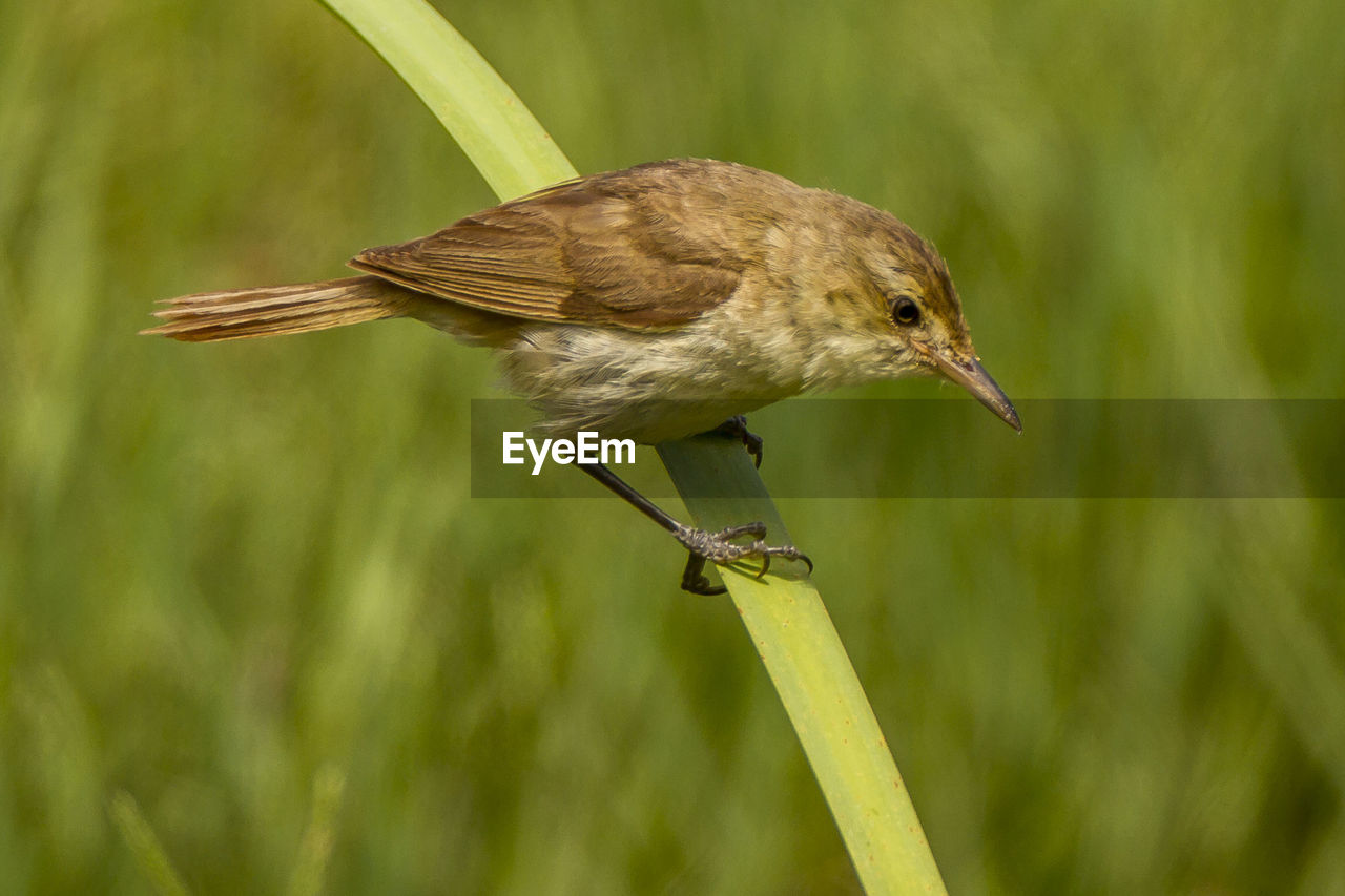 CLOSE-UP OF BIRD