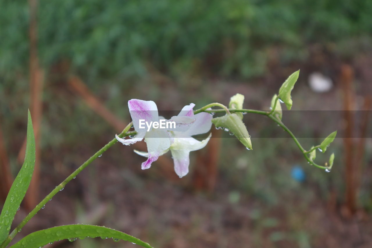 CLOSE-UP OF FLOWERING PLANT