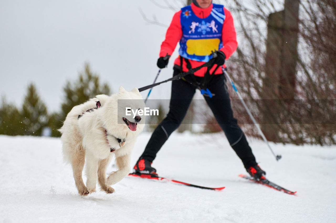 VIEW OF DOG ON SNOW