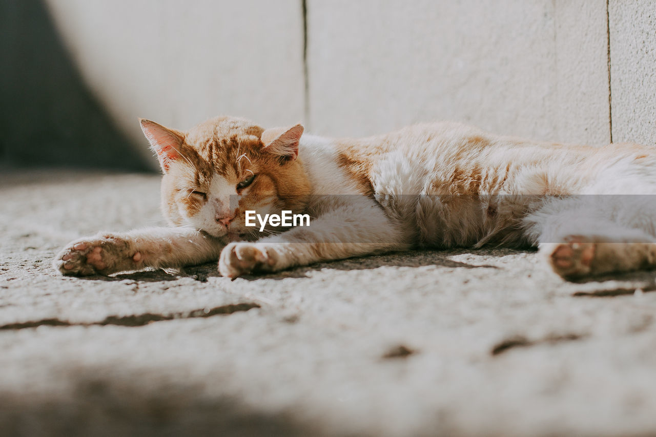 Portrait of cat lying on footpath