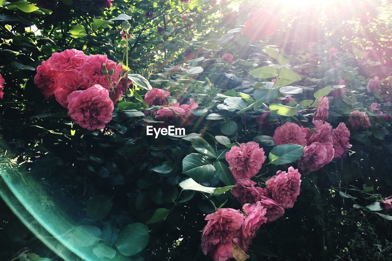 CLOSE-UP OF PINK FLOWERS BLOOMING IN PARK