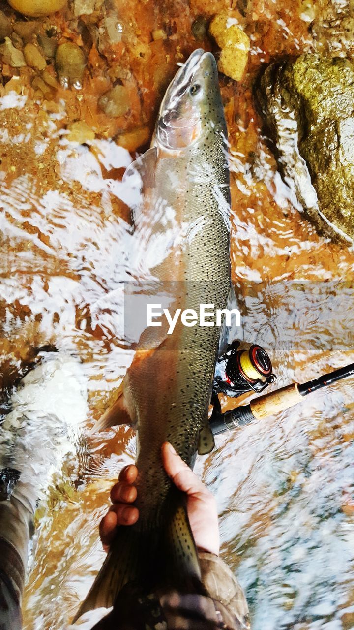 Close-up of hand holding trout