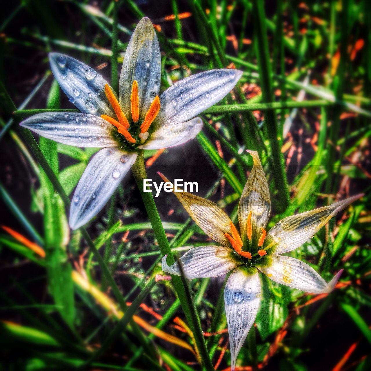 CLOSE-UP OF PINK FLOWERS BLOOMING
