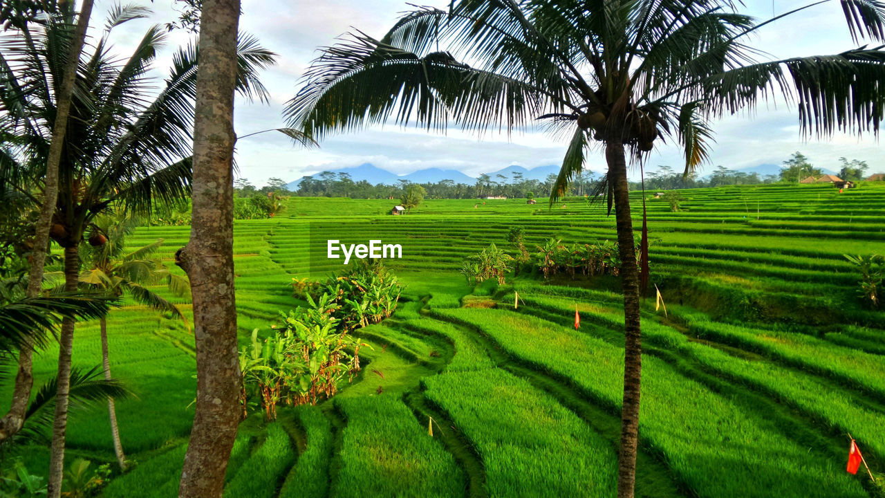 SCENIC VIEW OF PALM TREES IN FARM