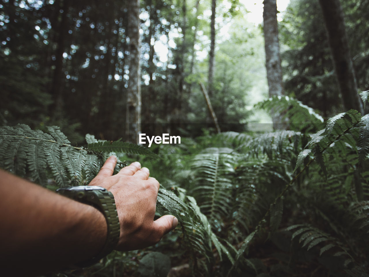 Hand of man on fern in forest