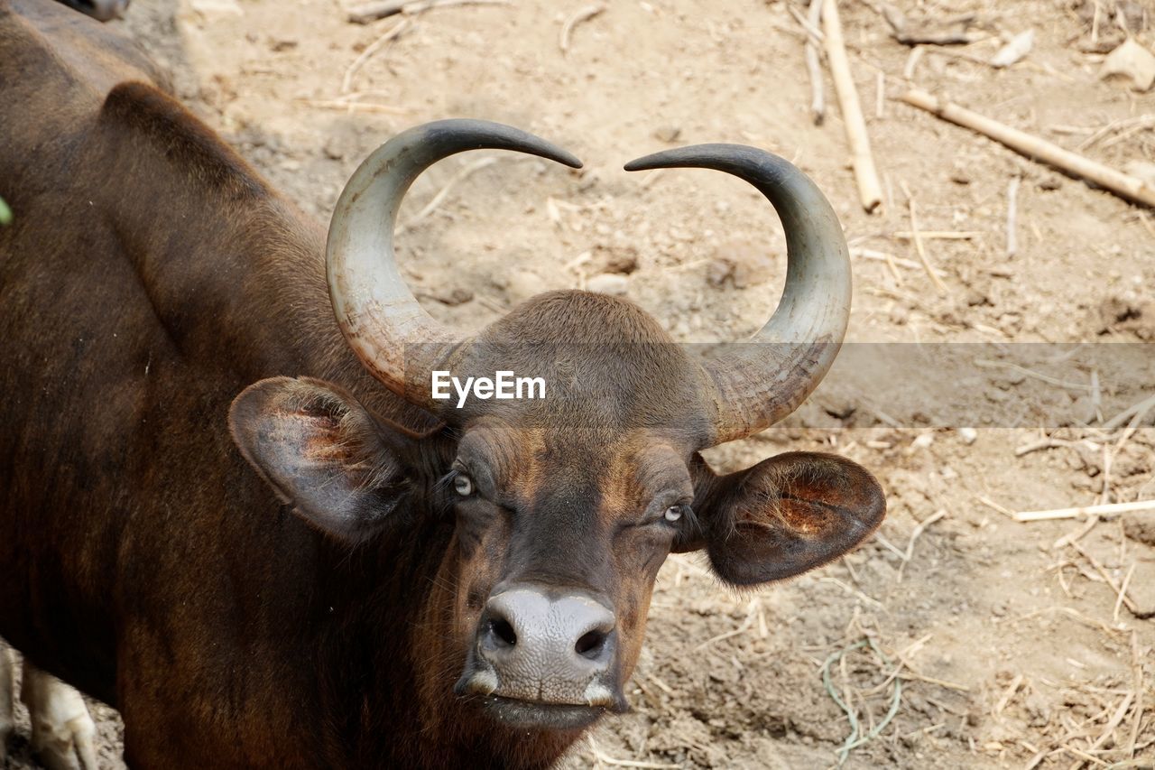 Portrait of a forest buffalo. indian gaur, bison, buffaol grazing in the muddy fields. 