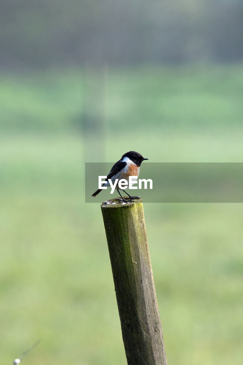 CLOSE-UP OF BIRD ON WOODEN POST