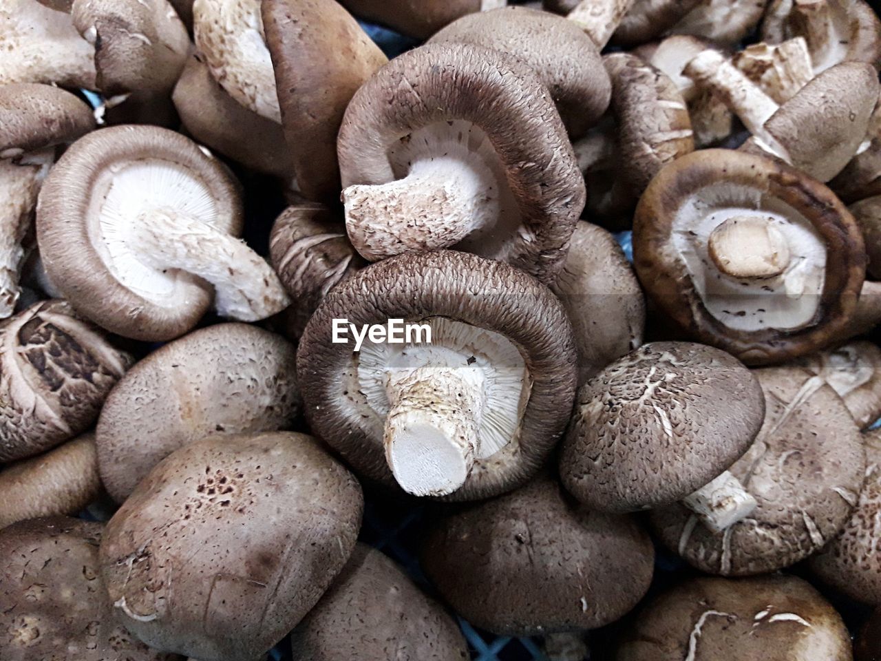 HIGH ANGLE VIEW OF MUSHROOMS IN CONTAINER