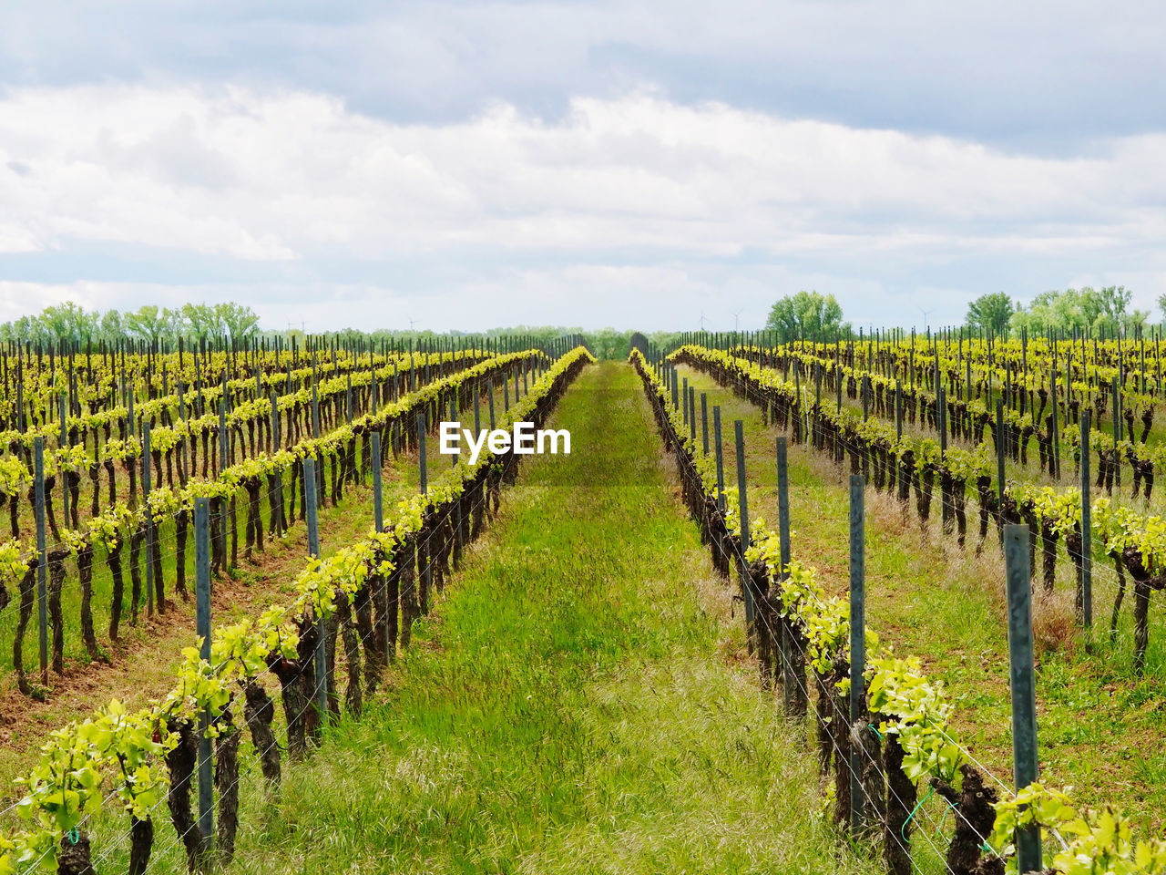 Vineyard against sky