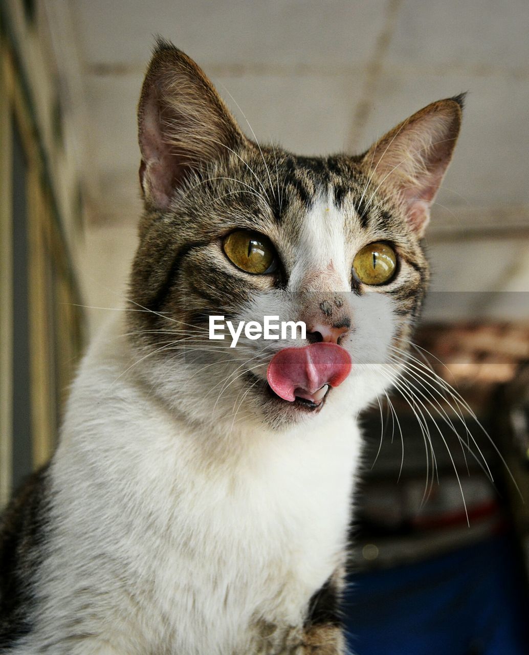 CLOSE-UP PORTRAIT OF CAT WITH EYES