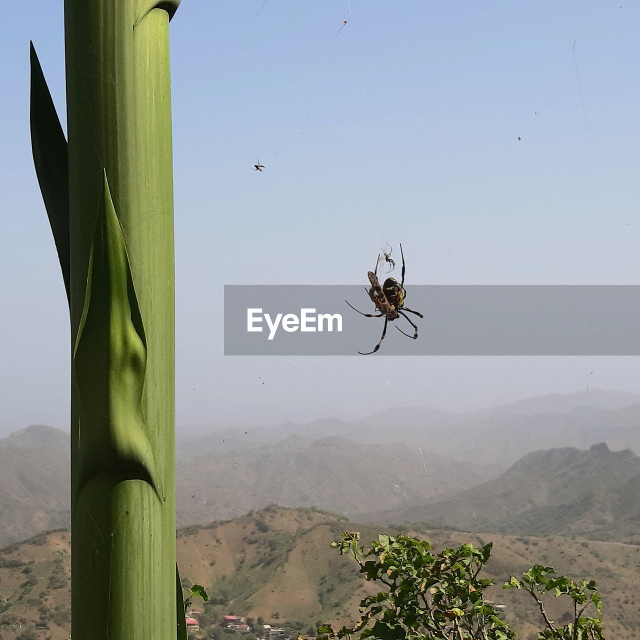 VIEW OF SPIDER AGAINST MOUNTAIN